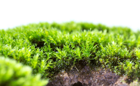 Green moss isolated on white background close upの写真素材