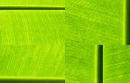 close up banana leaves on background and texture.の写真素材