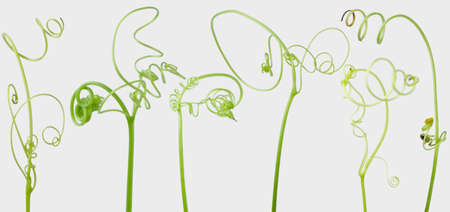 Green ivy plant isolated on gray background, clipping path