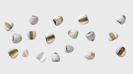millet on gray color background and clipping path.