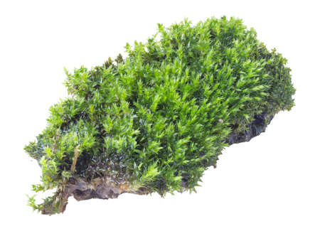 Green moss on gray background, clipping pathの写真素材