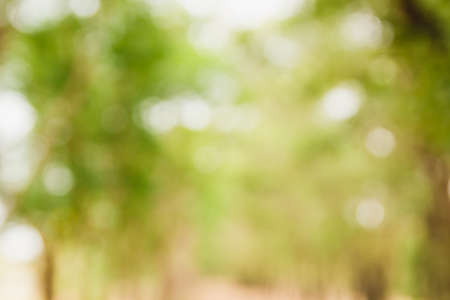 background blurred image of green forest natural in sunny day light.の写真素材