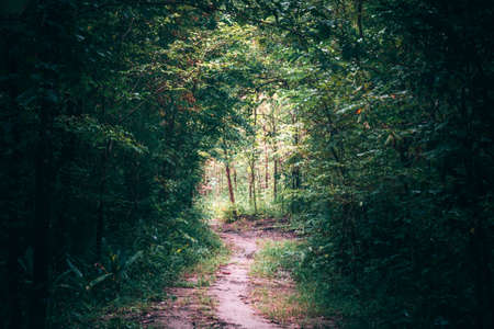 walkway in mysterious forest. color effect dark