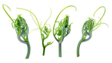 Green ivy plant  isolated on gray background, clipping pathの写真素材