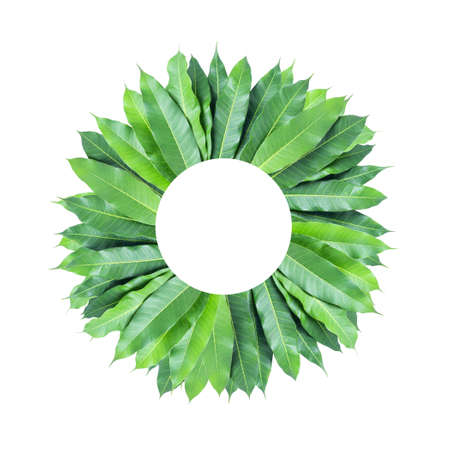 Green leaves of mango isolated on gray background, clipping path