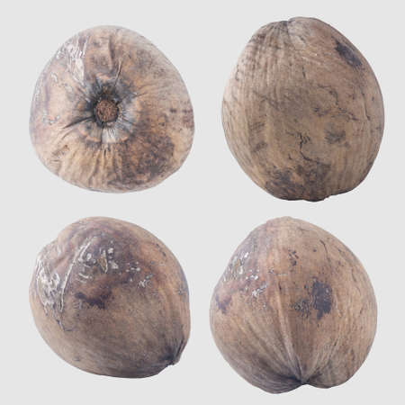coconuts isolated on gray background clipping path