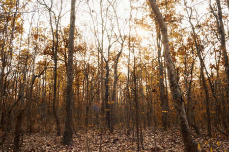 walkway in mysterious forest. color effect darkの写真素材