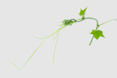 Green ivy plant  isolated on gray background, clipping pathの写真素材