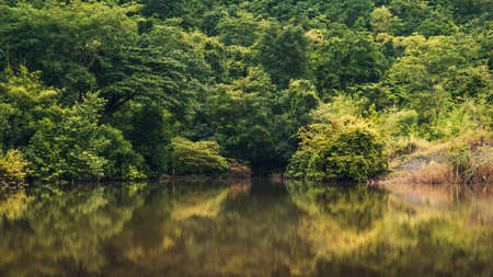 summer landscape lake in reflection in the water in green forestの写真素材