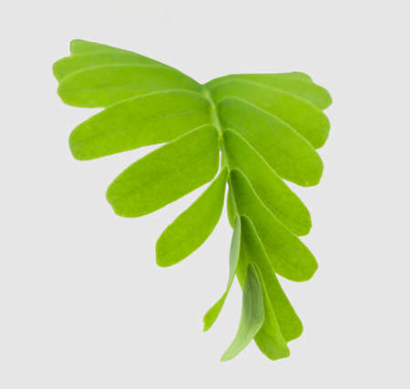 Tamarind leaves isolated on gray background with clipping path.