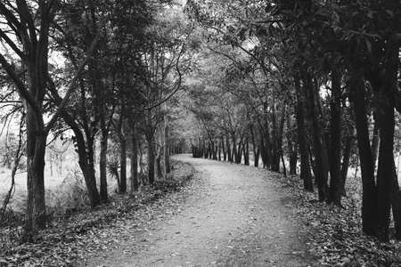 walkway in mysterious forest, color effect dark