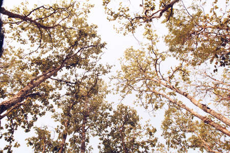 Fresh green forest and sunlight through green tree - Low Angle View