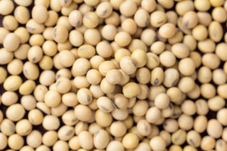 close up soybean on background. top view