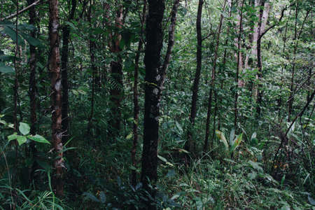 walkway in mysterious forest. color effect dark.