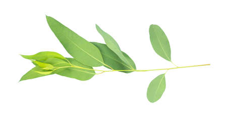 eucalyptus isolated on gray background with clipping pathの写真素材
