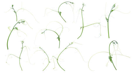 Green ivy plant  isolated on gray background, clipping pathの写真素材