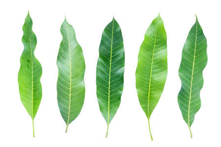 leaves  mango on white background, clipping path