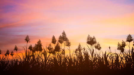 sugar cane fields flower at sunny sunset.の写真素材