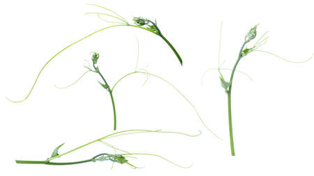 Green ivy plant  isolated on gray background, clipping pathの写真素材