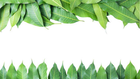 leaves  mango on white background, clipping pathの写真素材