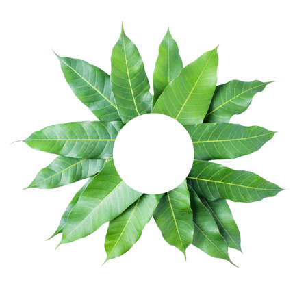 leaves  mango on white background, clipping path