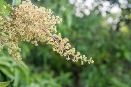 close up of a flowering agriculture mango grove.の写真素材