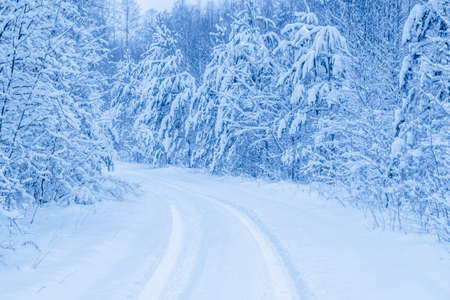 snow-covered road in winter forest turns, toned in blueの写真素材