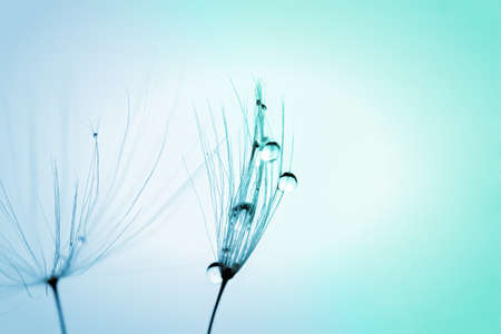 Abstract gradient colorize macro photo of plant seeds dandelion with water dropsの写真素材