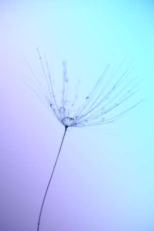 Abstract macro photo of plant seeds with water dropsの写真素材
