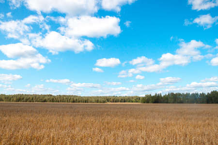 field oats on a background of forest and blue skyの写真素材