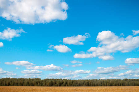 field oats on a background of forest and blue skyの写真素材