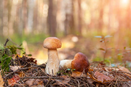Two cep Mushrooms in the moss. autumn forestの写真素材