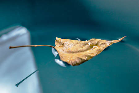autumn birch leaf on the blue waterの写真素材