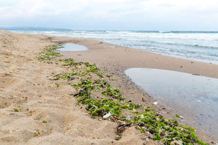 Environmental issue - muddied seashore ocean, natural mud and algae stick to the shoreの写真素材