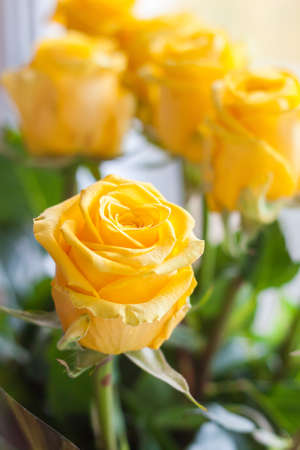 Bouquet of fresh, beauty blossomed yellow rosesの写真素材