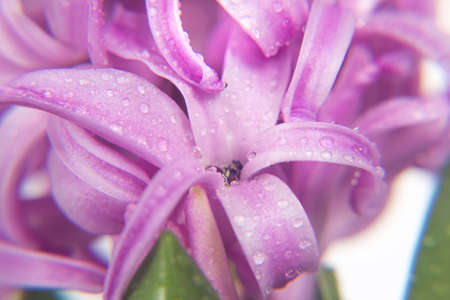 Macro hyacinth violet flowers and green leaves with water droplets