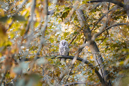 Owl on a branch in the forestの写真素材