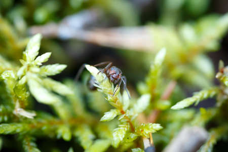 Ant macro background forest, Focus head antの写真素材