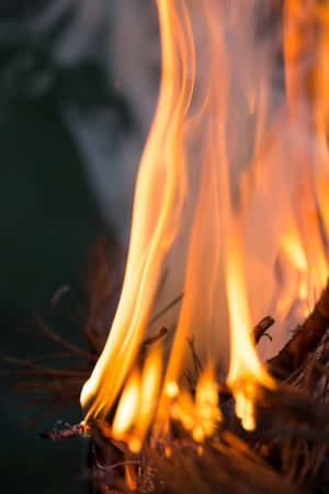 Bonfire, Burning branches, macor fire and smoke