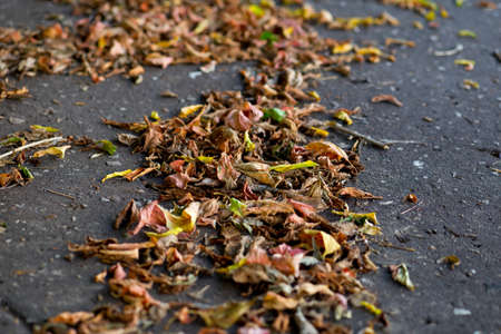 autumn leaves on a city pavement soft backgraoundの写真素材