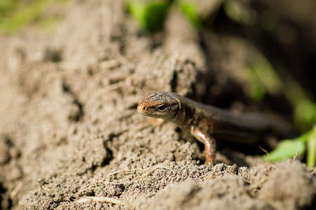 Macro shot of a tiny lizard in the forest temperate zoneの写真素材