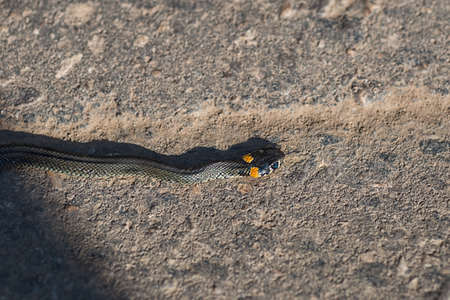 Snake Natrix crawling on pavement sticks out his tongue, leaving a shadow