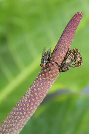 close up of a insectの写真素材