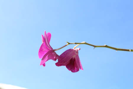 close up of a flowerの写真素材