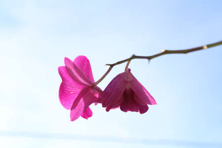 close up of a flowerの写真素材