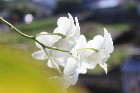 close up of a flowerの写真素材
