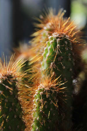 close up of a cactusの写真素材