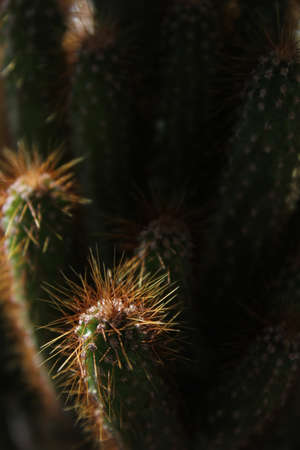 close up of cactusの写真素材