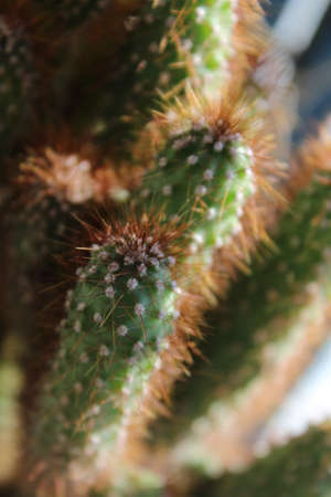 close up of a cactusの写真素材