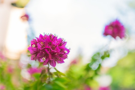 Closeup of purple Bougainvillea for background